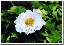 牡丹(白)