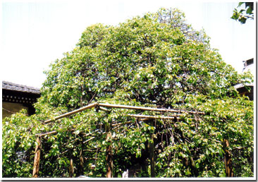 新緑の枝垂れ梅