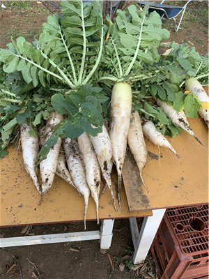 収穫した大根