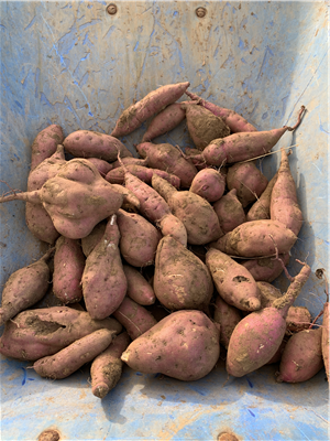 収穫したサツマイモ