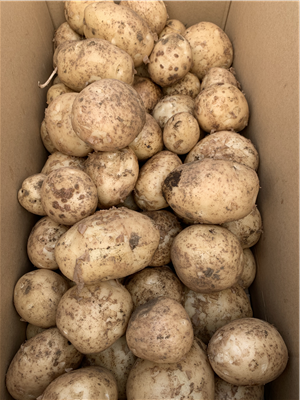 収穫したジャガイモ