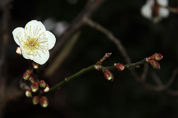 白梅は開花