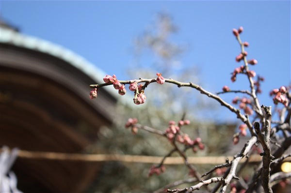 紅梅はまだ蕾。