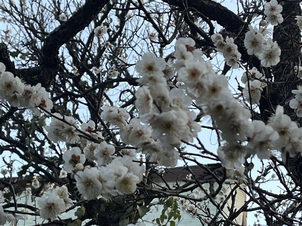 白梅はかなり咲いていました